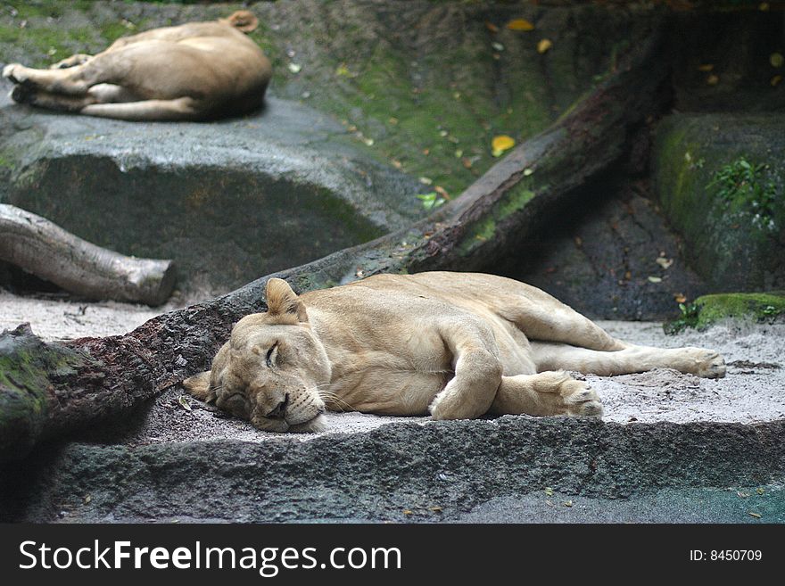 These two lionesses are taking a midday nap in their enclosure at a government-controlled zoo in Southeast Asia. These two lionesses are taking a midday nap in their enclosure at a government-controlled zoo in Southeast Asia.
