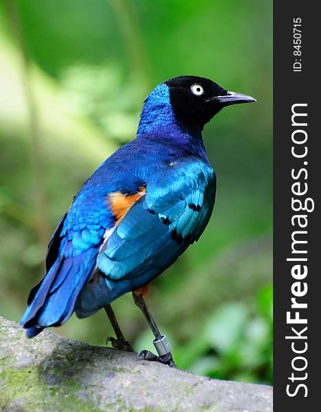 Superb Starling