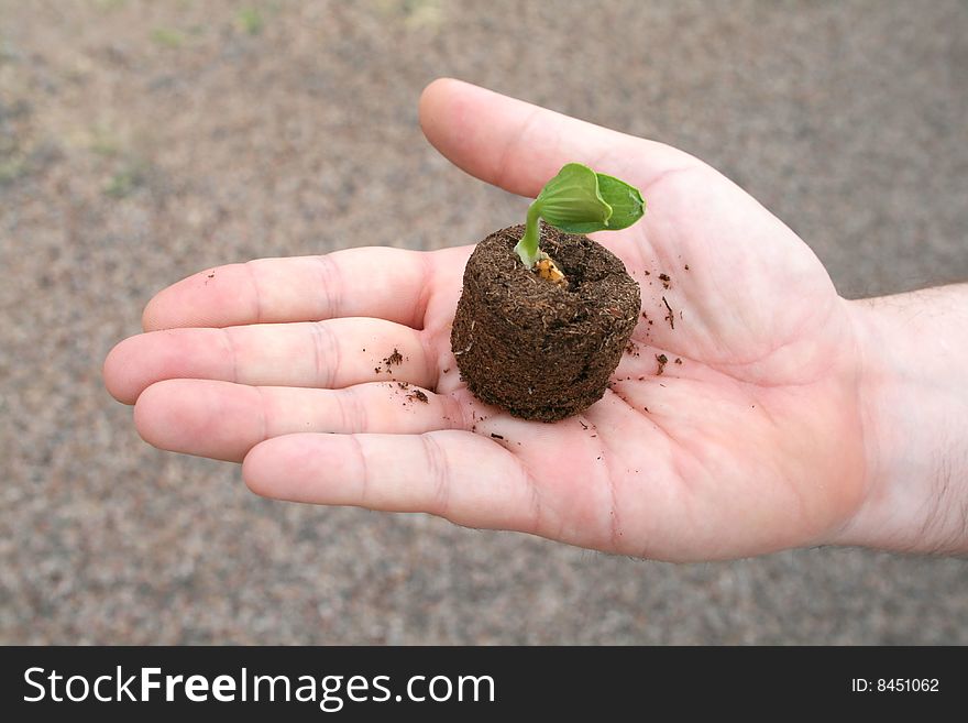 Hand holding a growing new vegetable plant. Hand holding a growing new vegetable plant