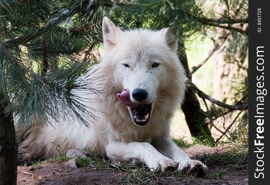 A white wolf lazy yawning