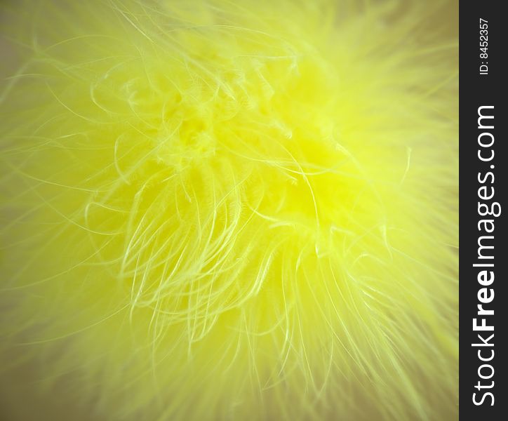 Close up of yellow feather