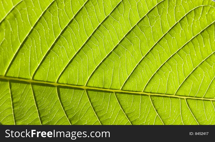 Macro shot of a backlit leave. Macro shot of a backlit leave.