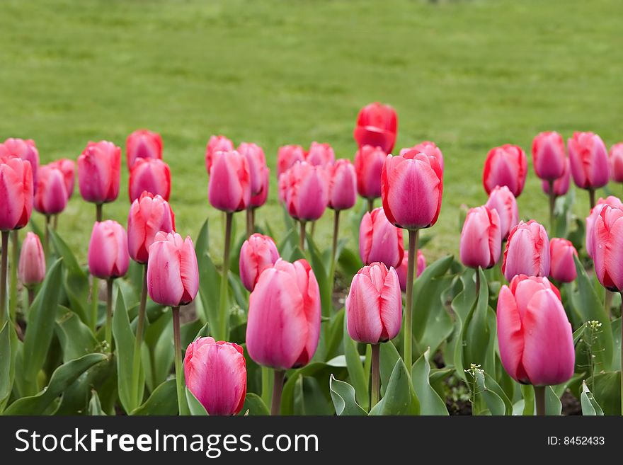 Fresh pink tulips in a field with green grass. Fresh pink tulips in a field with green grass