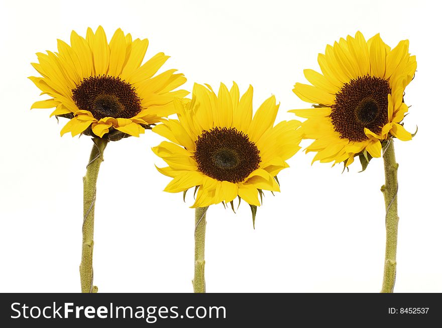 Vibrant Yellow Sunflower isolated on white