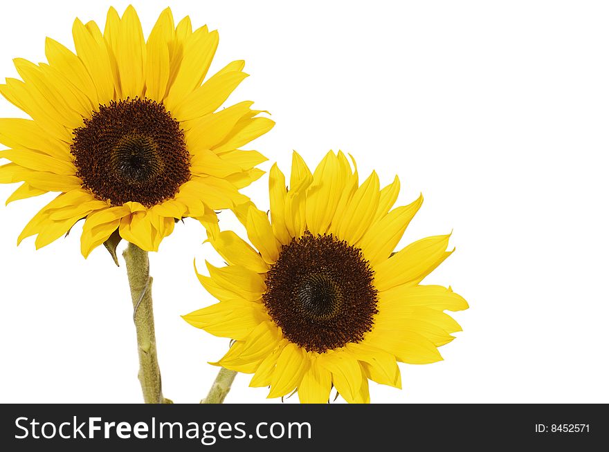 Vibrant Yellow Sunflower isolated on white