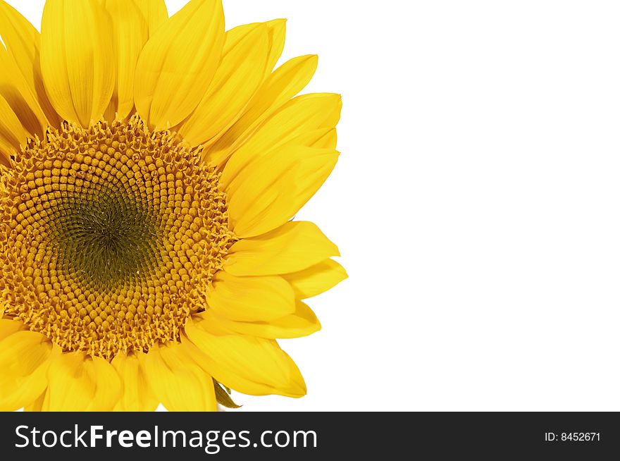 Sunflower detail isolated on white