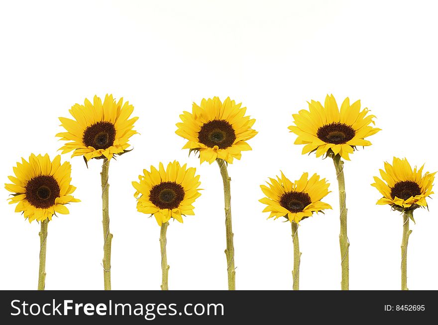 Vibrant Yellow Sunflower isolated on white