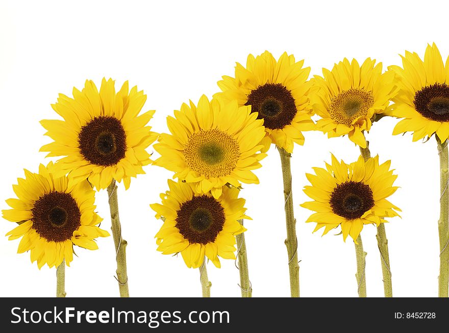 Blank white page decorated with beautiful sunflower