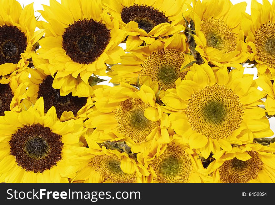 Blank white page decorated with beautiful sunflower