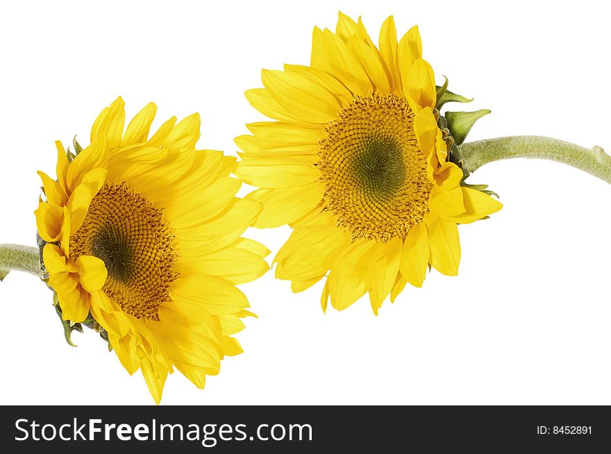 Close up view of the yellow sunflower