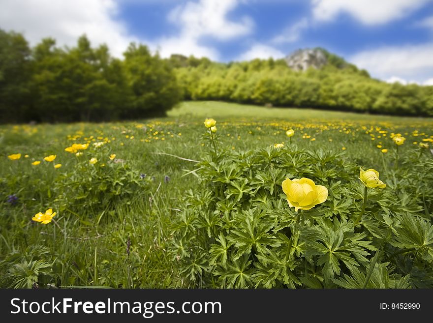 Field in full bloom with a light yellow flower in the foreground and trees in the background. Field in full bloom with a light yellow flower in the foreground and trees in the background