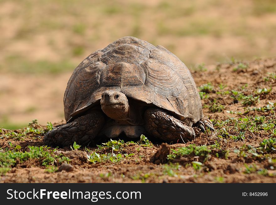 Photo taken in Addo elephant national park, South Africa. Photo taken in Addo elephant national park, South Africa.