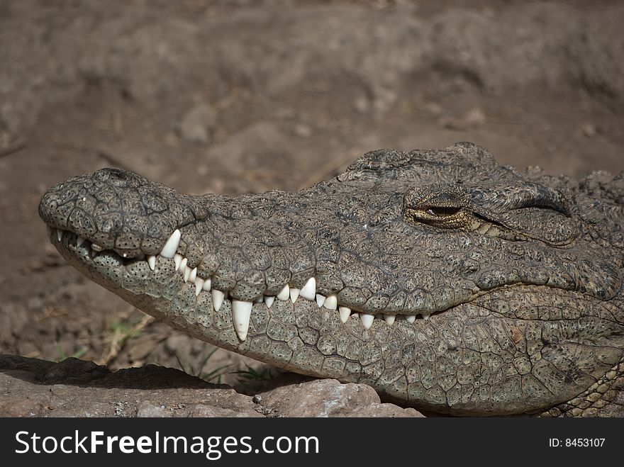 Crocodile in Arusha/Tanzania looking for food. Crocodile in Arusha/Tanzania looking for food