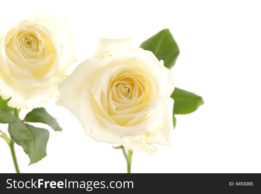 White rose with leaf isolated on white