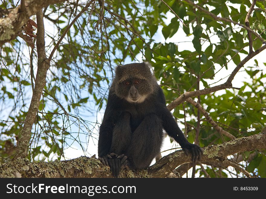 Long tailed monkey sitting on tree. Long tailed monkey sitting on tree