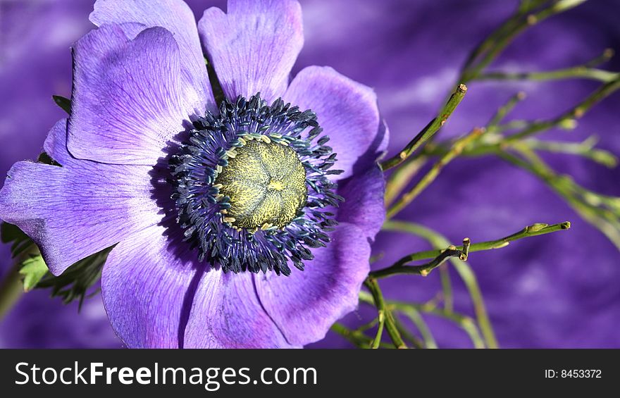 Lavender anemone with twigs of blueberry