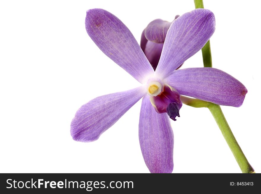 Pink orchid in vase on white