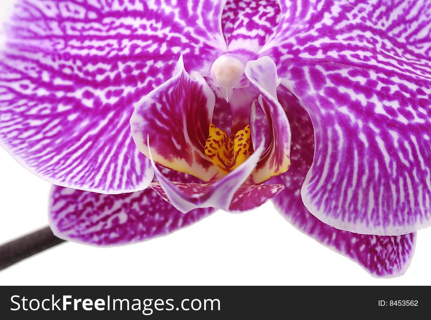 Macro of a beautiful pink orchid isolated