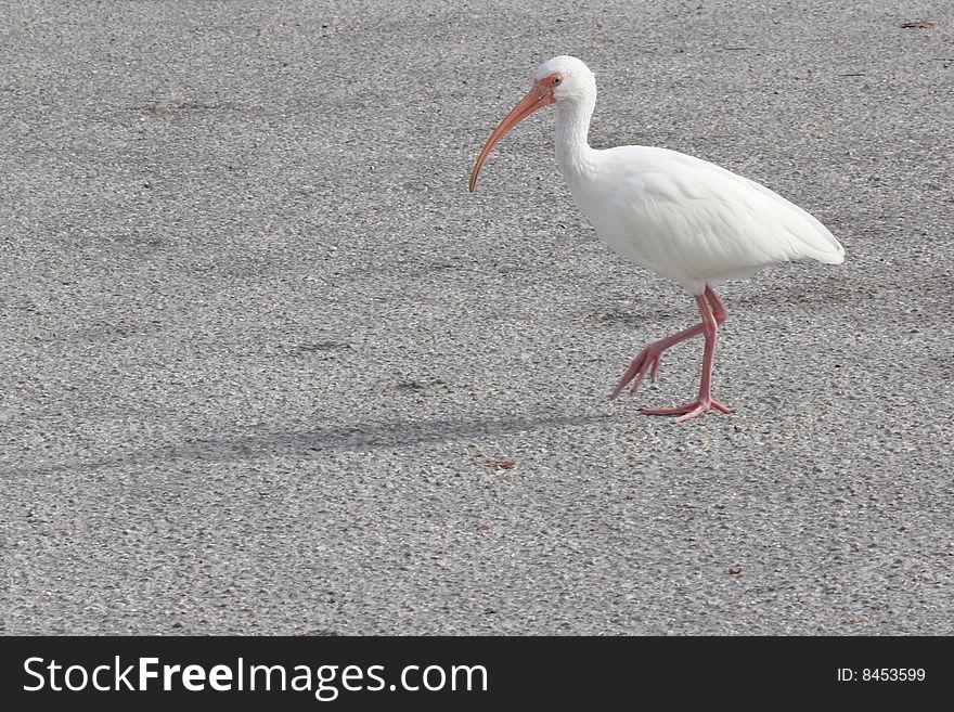 Ibis Out for a Stroll