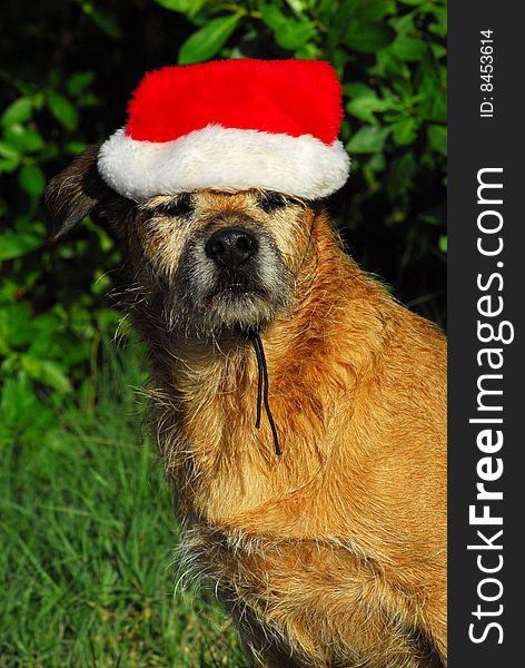 Wet brown terrier mix wearing santa hat. Wet brown terrier mix wearing santa hat.