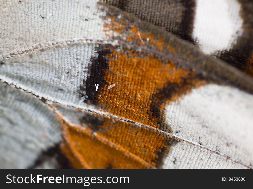 Detail of particularly a magnified butterfly wing