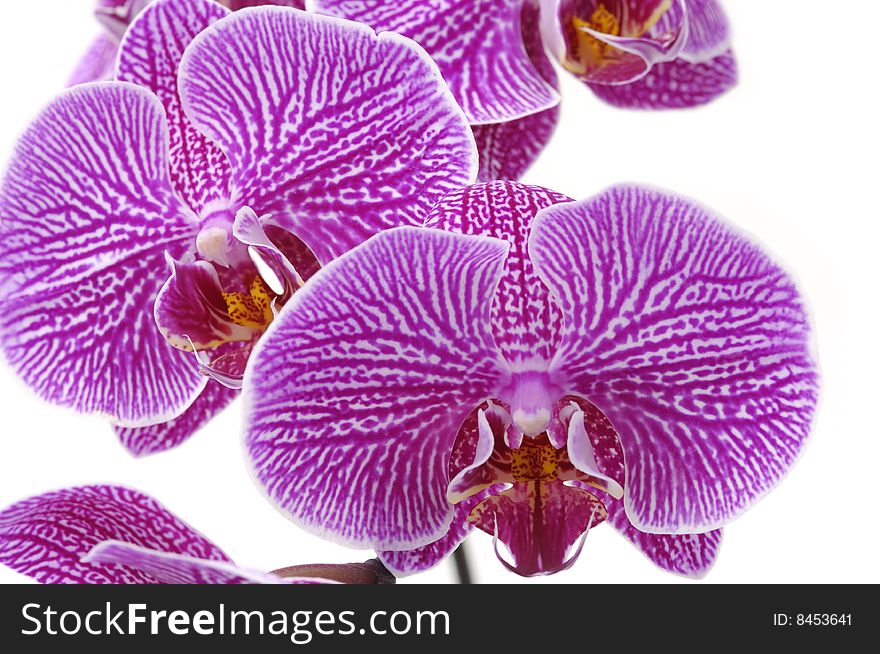 Macro of a beautiful pink orchid isolated