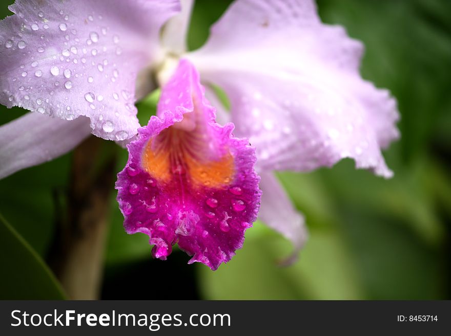 Beautiful orchid covered with droplets of water. Beautiful orchid covered with droplets of water