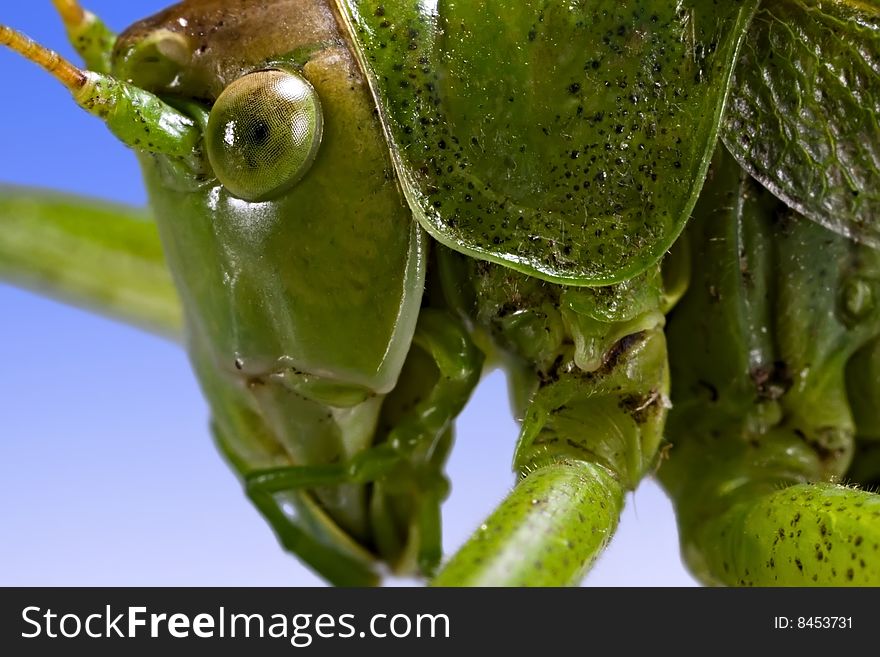 Extreme close up of a green grasshopper. Extreme close up of a green grasshopper