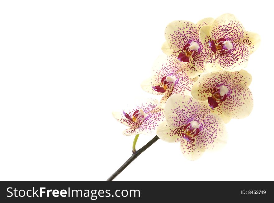 Macro shot of a colorful orchid for backgrounds