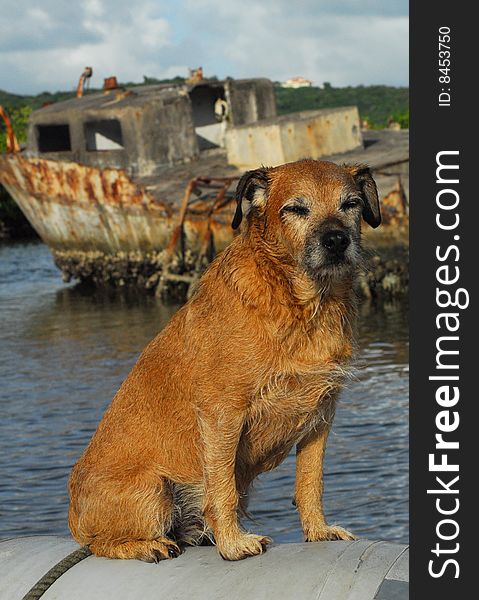 Wet Dog On Boat