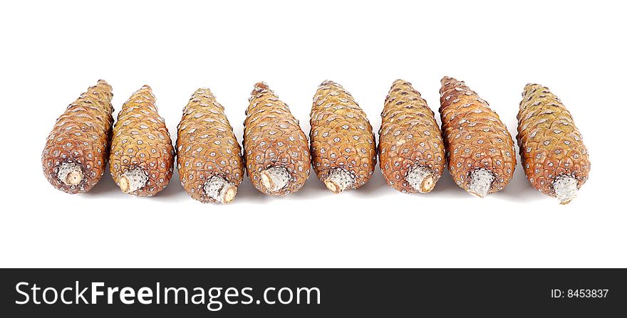 Horizontal row of pine cones. Horizontal row of pine cones