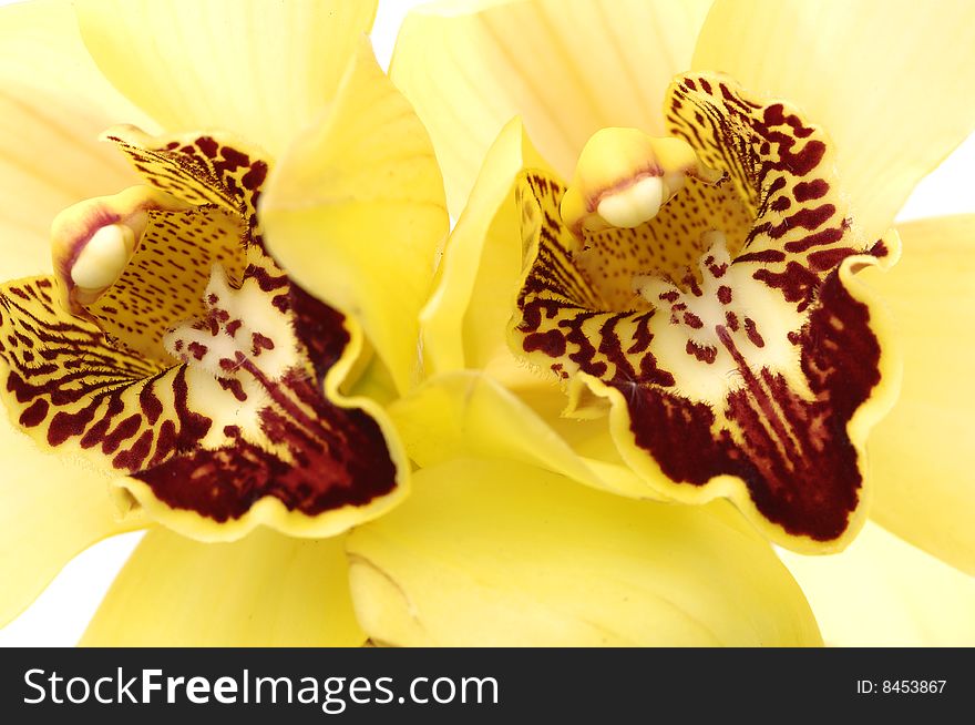 Elegant orchid isolated on white background