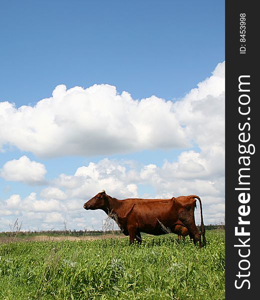 Cow out grazing against deep blue sky. Cow out grazing against deep blue sky