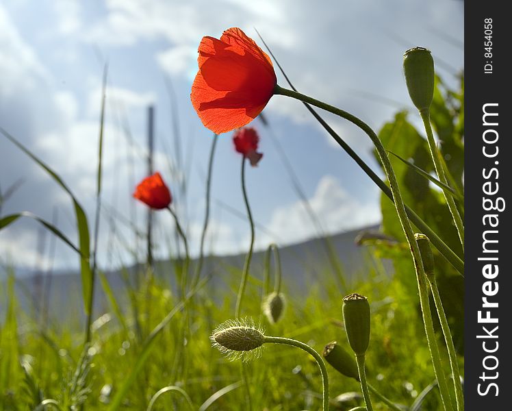 Especially a wild poppy flower in a sunny field of wheat. Sky blue