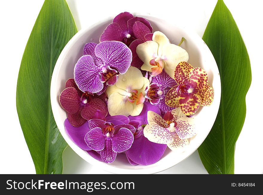 Colorful orchid with green leaf