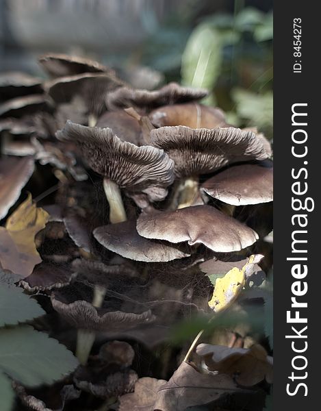 The big family of mushrooms in the forest. Closeup.