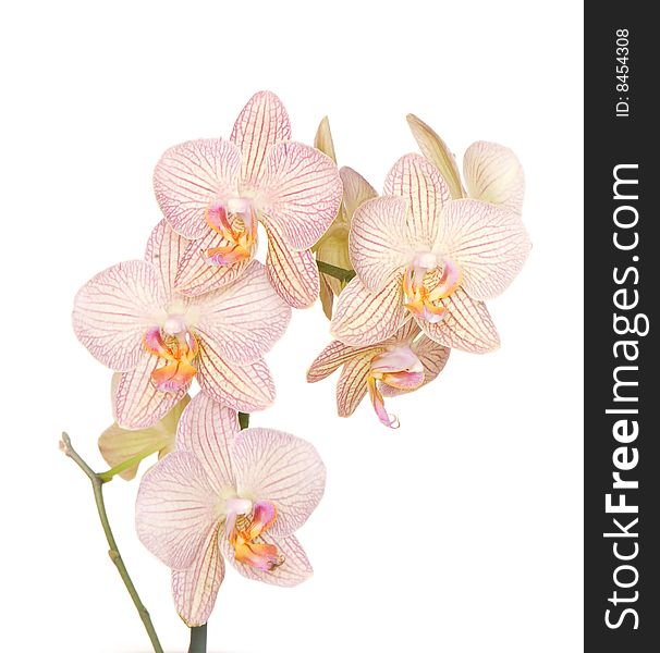 Orchid of falinopsis on a light background