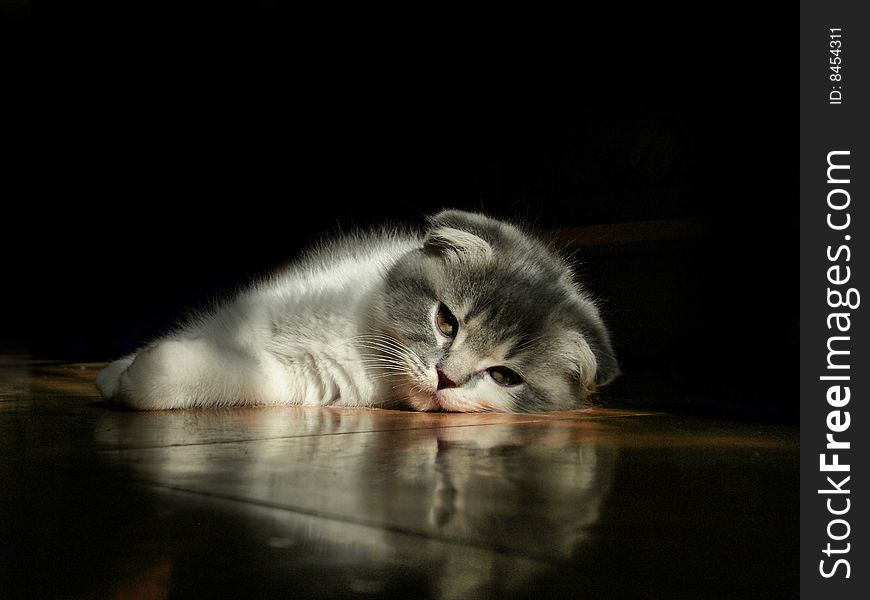 Kitten of breed a scotsman lies on the floor in the rays of a sun