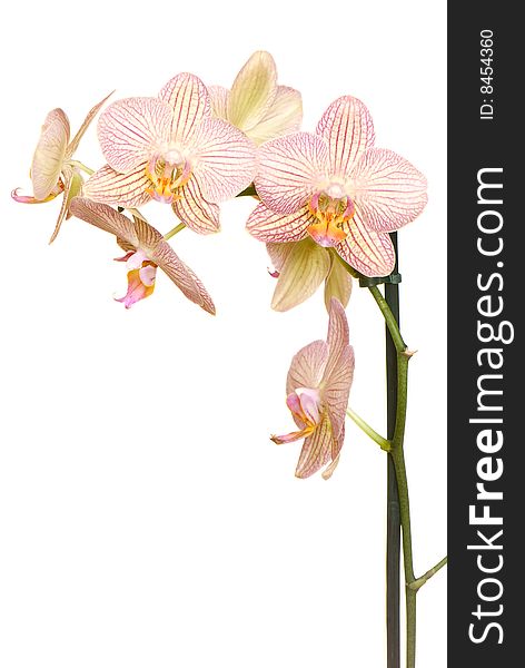 Orchid of falinopsis on a light background