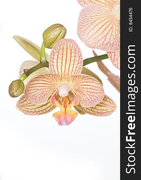 Orchid of falinopsis on a light background