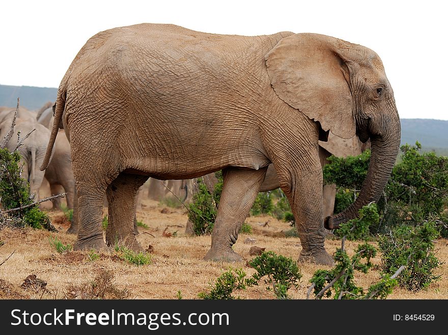 Big dominant elephant female