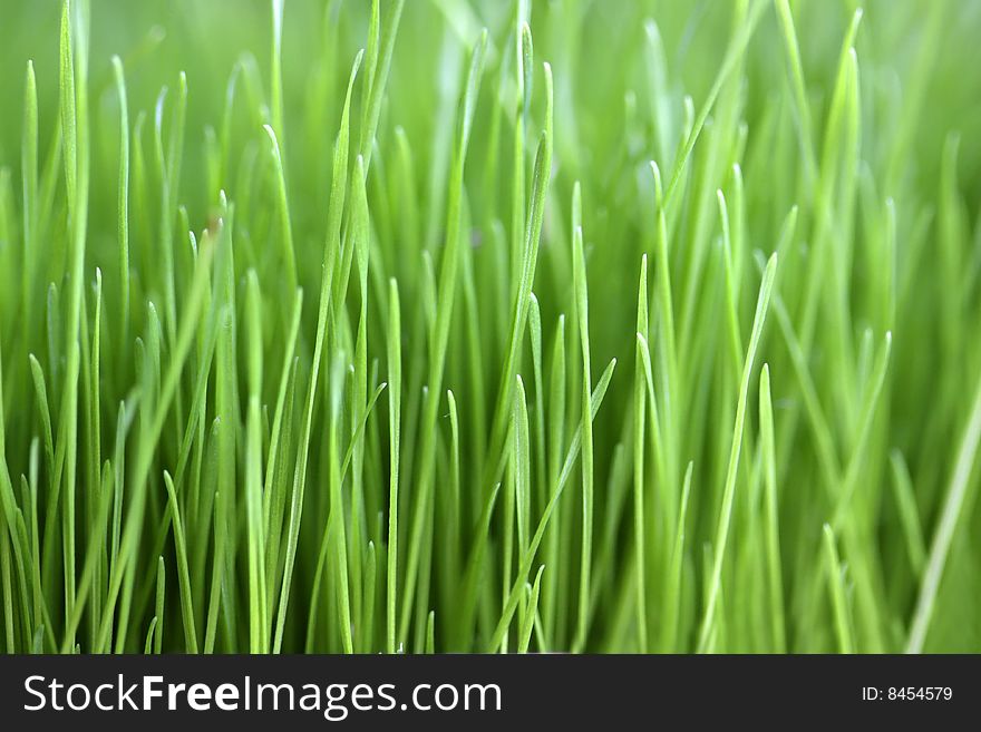 Green fresh spring grass for easter table. Green fresh spring grass for easter table