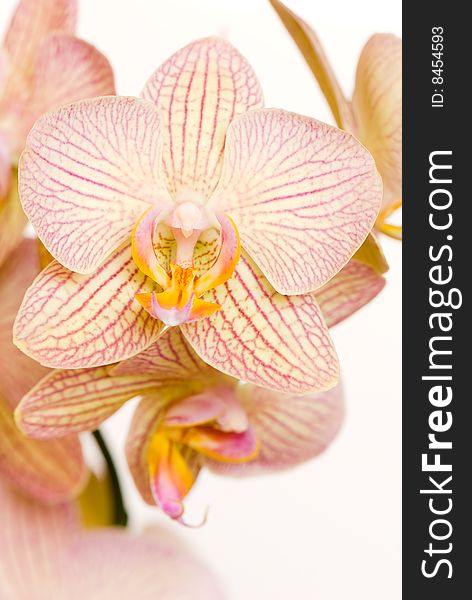 Orchid of falinopsis on a light background