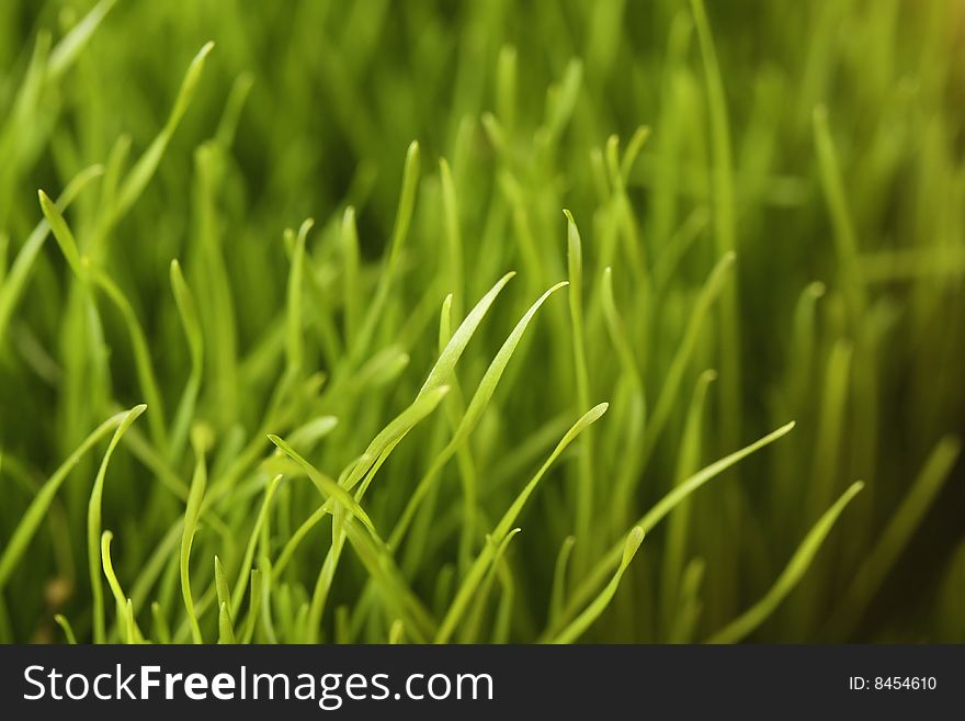 Green fresh spring grass for easter table. Green fresh spring grass for easter table