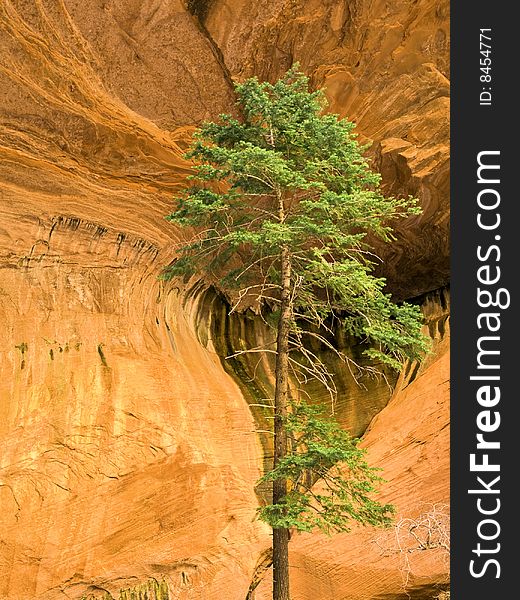 A lone pine tree stands against a Navajo Sandstone Cliff in Zion Nat'l Park in Utah. A lone pine tree stands against a Navajo Sandstone Cliff in Zion Nat'l Park in Utah