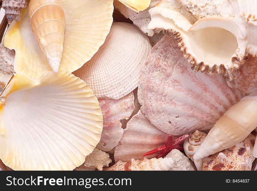 Seashells in closeup.Macro.Background.