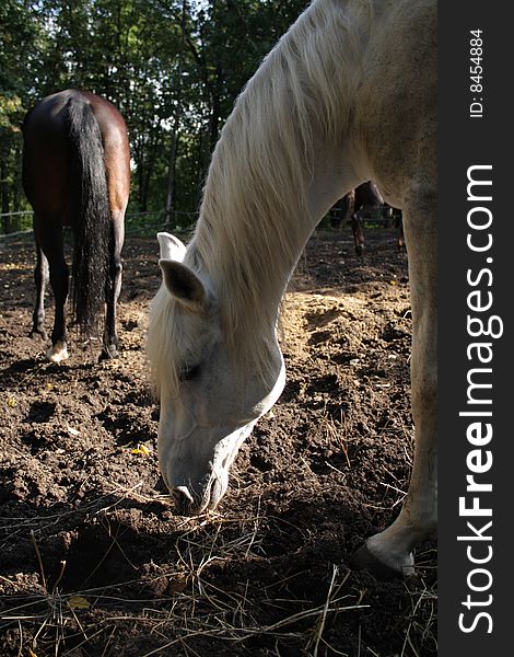 Photo of horses on a pasture