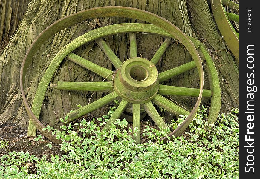 An old wooden wagon wheel rests against the trunk of a mature cedar tree. An old wooden wagon wheel rests against the trunk of a mature cedar tree.