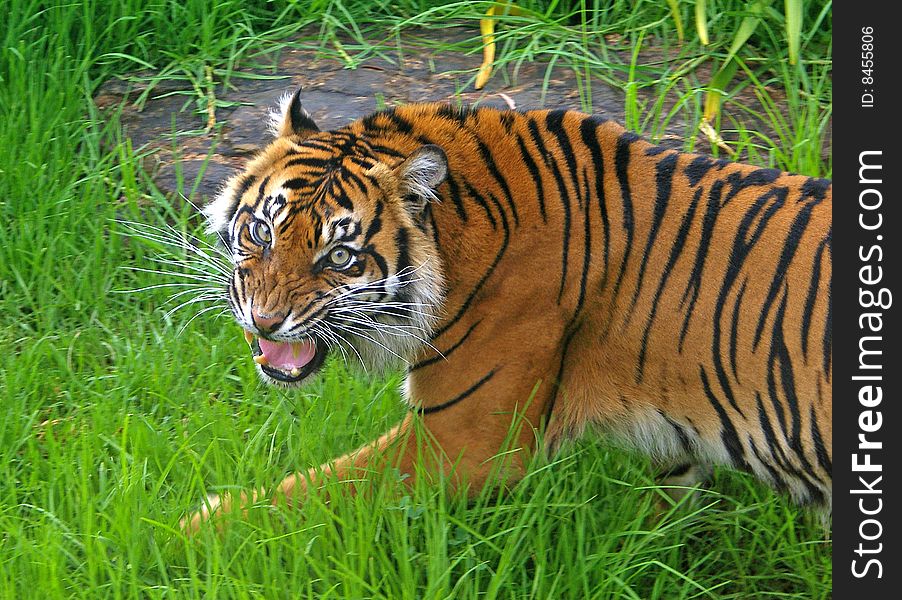 A Sumatran Tigress with an agressive stance looking towards the camera.