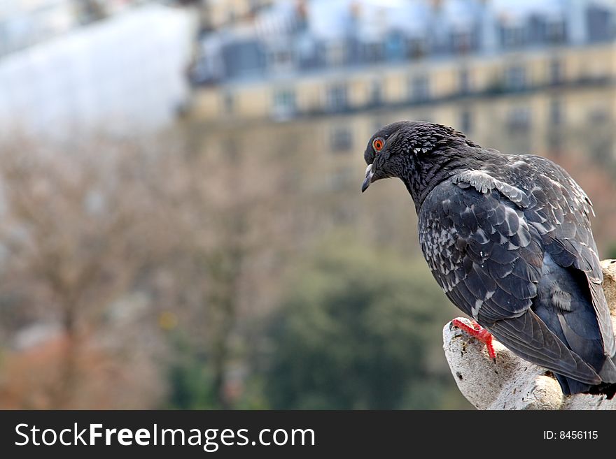 This pigeon peers down at the city of Paris from high atop Sacre Coeur. This pigeon peers down at the city of Paris from high atop Sacre Coeur